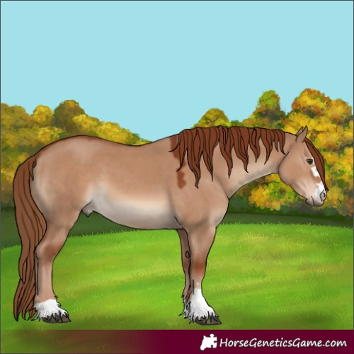 Horse Color:Red Dun 