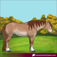 Horse Color:Red Dun 