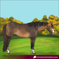 Horse Color:Buckskin 