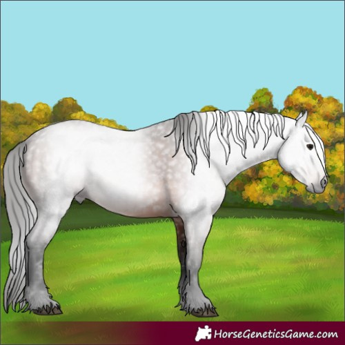 Horse Color:Gray Bay 