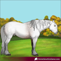 Horse Color:Gray Bay 