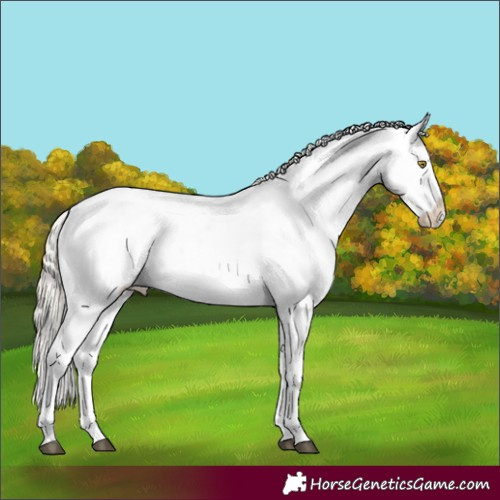 Horse Color:Silver Buckskin Dun Sabino Appaloosa Rabicano 