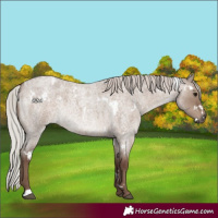Horse Color:White Spotted Silver Grullo Roan Rabicano 