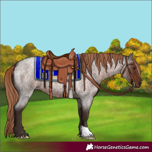 Horse Color:Liver Red Roan 
