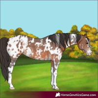 Horse Color:White Spotted Brown Sabino Appaloosa 