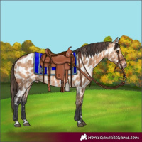 Horse Color:Bay Dun  and Bay Dun Near Leopard 