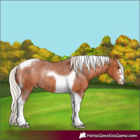 Horse Color:Silver Bay Tobiano Varnish Rabicano 