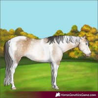 Horse Color:Gray Amber Cream Champagne Tobiano Rabicano
