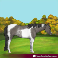 Horse Color:Grullo Tobiano Rabicano