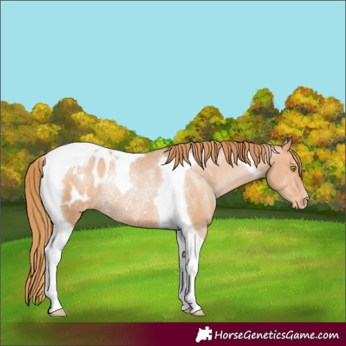 Horse Color:Bay Snowdrop Pearl Tobiano Blanket Rabicano