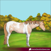 Horse Color:Bay Pearl Tobiano Appaloosa Rabicano