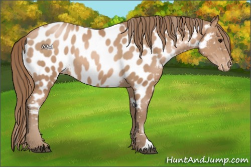 Horse Color:Black Pearl Appaloosa 