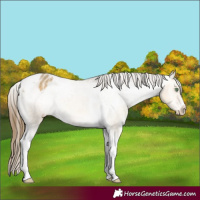 Horse Color:Buckskin Dun Tobiano Varnish 