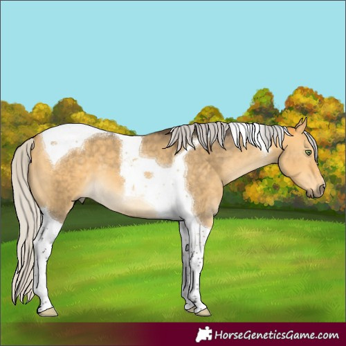 Horse Color:Silver Buckskin Dun Mushroom Tobiano 