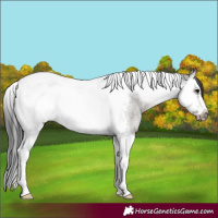 Horse Color:Grullo Roan Splash Tobiano Frame 