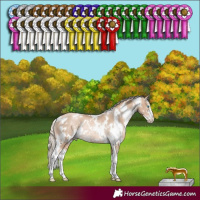Horse Color:White Spotted Chocolate Palomino Pearl Sabino Rabicano