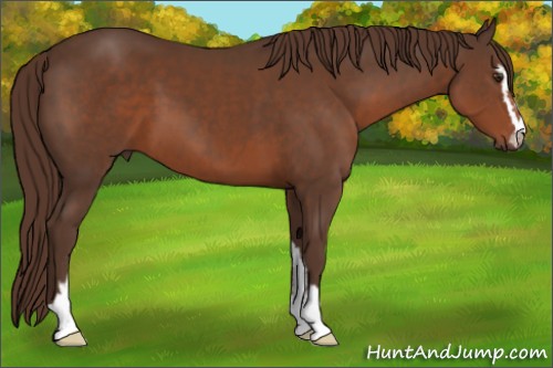 Horse Color:Liver Chestnut Sabino 