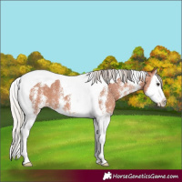 Horse Color:Silver Bay Sabino Splash Tobiano 