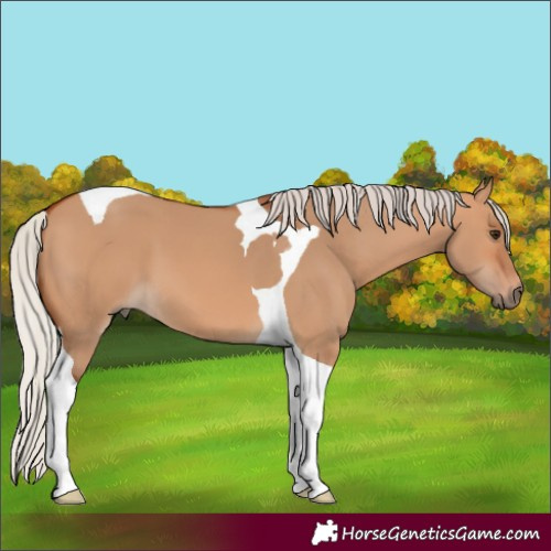 Horse Color:Silver Bay Dun Tobiano 