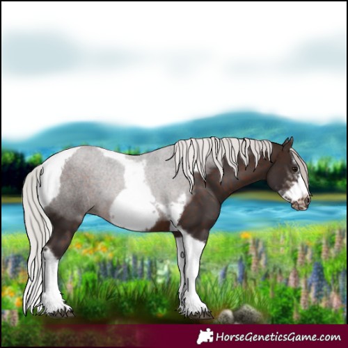 Horse Color:Silver Brown Sabino Tobiano Frame