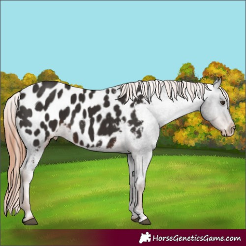 Horse Color:Liver Chestnut Sabino Appaloosa 