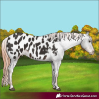 Horse Color:Liver Chestnut Sabino Appaloosa 
