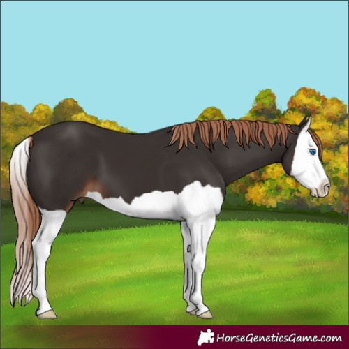 Horse Color:Liver Chestnut Splash 