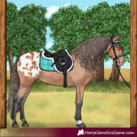 Horse Color:Bay Appaloosa 