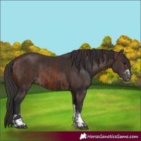Horse Color:Black and Brown