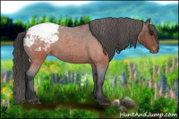 Horse Color:Brown Roan Appaloosa