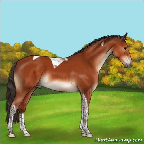 Horse Color:Brown Sabino Tobiano 