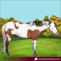 Horse Color:Brown Sabino Rabicano and Brown Sabino Appaloosa Rabicano