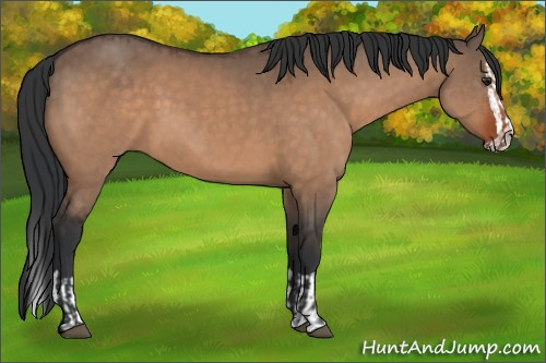 Horse Color:Brown Dun and Brown Dun Splash