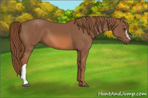 Horse Color:Chestnut 