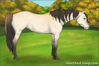 Horse Color:Buckskin Dun Splash 