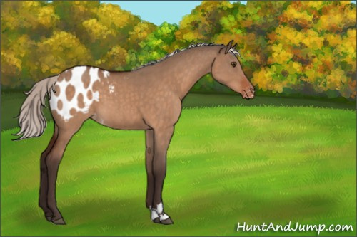 Horse Color:Silver Brown Dun Sabino Appaloosa 