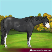 Horse Color:Black Sabino