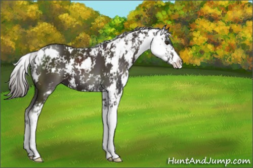 Horse Color:Liver Chestnut Sabino 