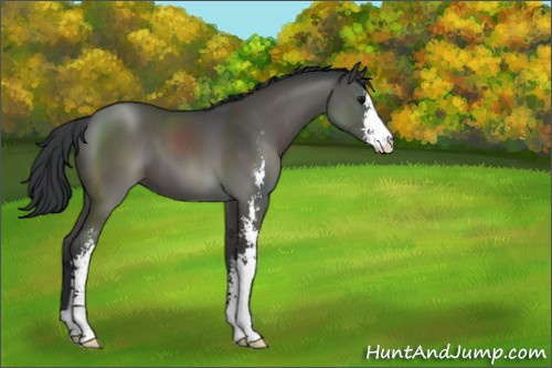 Horse Color:Black Sabino 