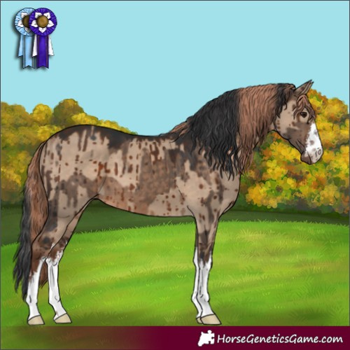 Horse Color:White Spotted Brown Dun Brindle  and White Spotted Liver Red Dun Brindle 