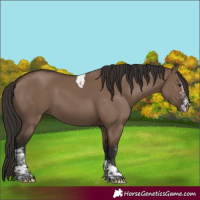 Horse Color:Liver Red Dun Sabino Tobiano
