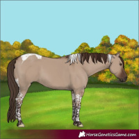 Horse Color:Liver Red Dun Tobiano