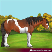 Horse Color:Bay Tobiano 