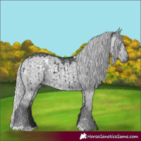 Horse Color:White Spotted Silver Grullo Chinchilla Brindle 
