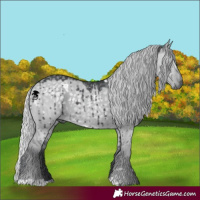 Horse Color:White Spotted Silver Grullo Chinchilla Brindle 