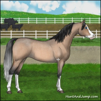 Horse Color:Bay Roan Dun Splash 