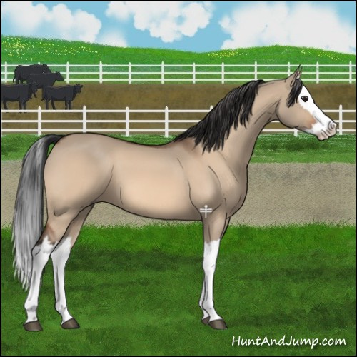 Horse Color:Bay Dun Splash 