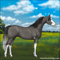 Horse Color:Grullo Splash 