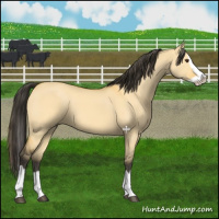 Horse Color:Buckskin Dun Splash