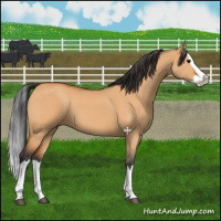 Horse Color:Bay Dun Splash 